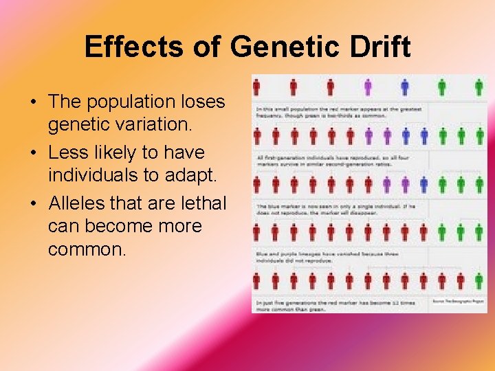 Effects of Genetic Drift • The population loses genetic variation. • Less likely to