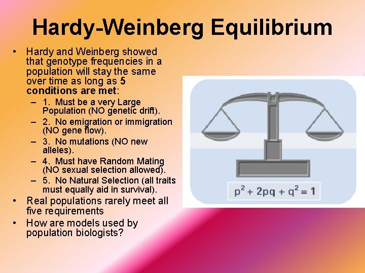 Hardy-Weinberg Equilibrium • Hardy and Weinberg showed that genotype frequencies in a population will