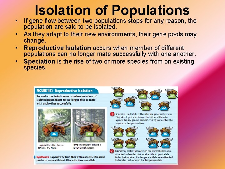 Isolation of Populations • If gene flow between two populations stops for any reason,