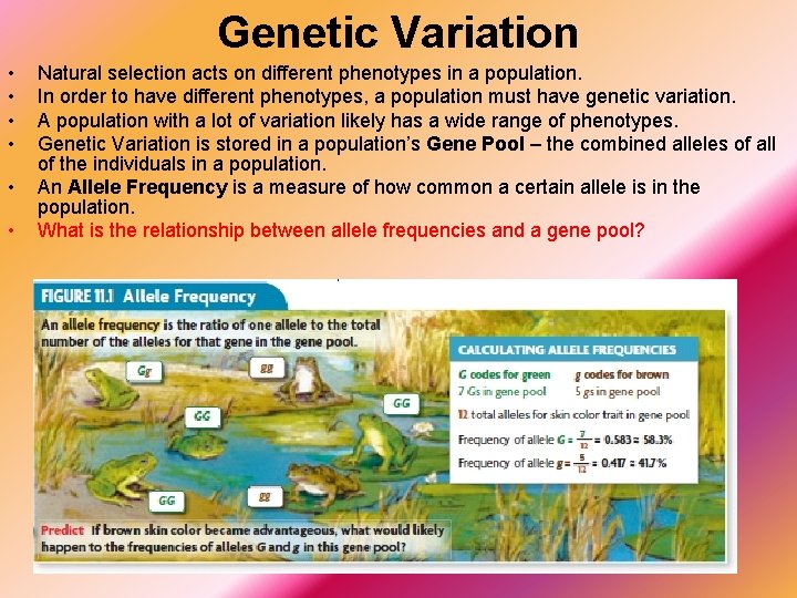 Genetic Variation • • • Natural selection acts on different phenotypes in a population.