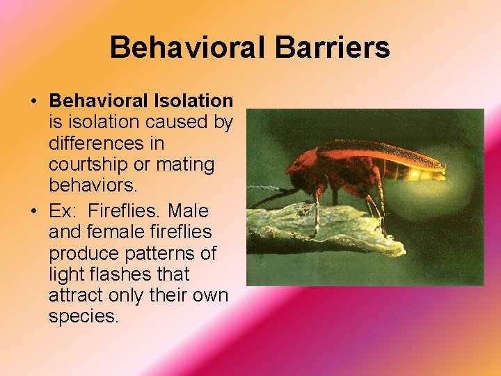 Behavioral Barriers • Behavioral Isolation is isolation caused by differences in courtship or mating