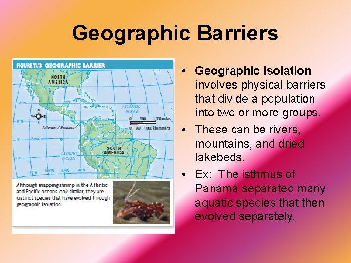 Geographic Barriers • Geographic Isolation involves physical barriers that divide a population into two