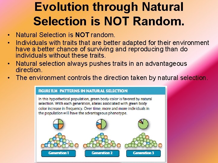 Evolution through Natural Selection is NOT Random. • Natural Selection is NOT random. •