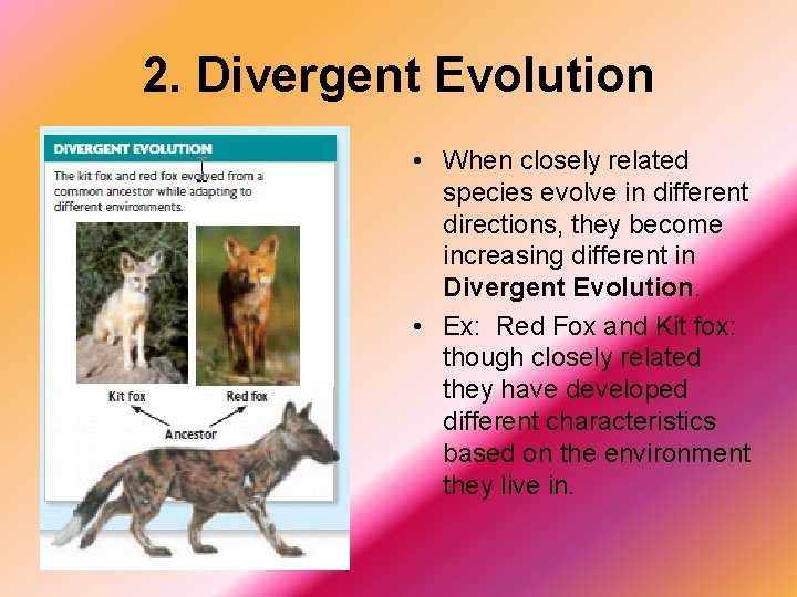 2. Divergent Evolution • When closely related species evolve in different directions, they become