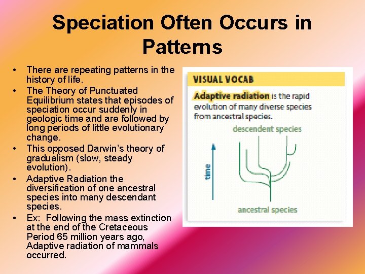 Speciation Often Occurs in Patterns • • • There are repeating patterns in the