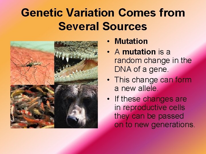 Genetic Variation Comes from Several Sources • Mutation • A mutation is a random