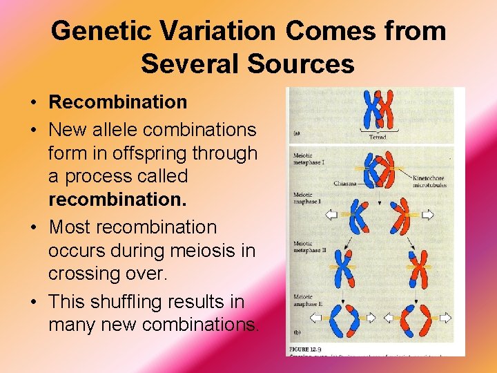 Genetic Variation Comes from Several Sources • Recombination • New allele combinations form in