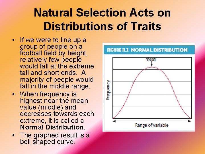 Natural Selection Acts on Distributions of Traits • If we were to line up