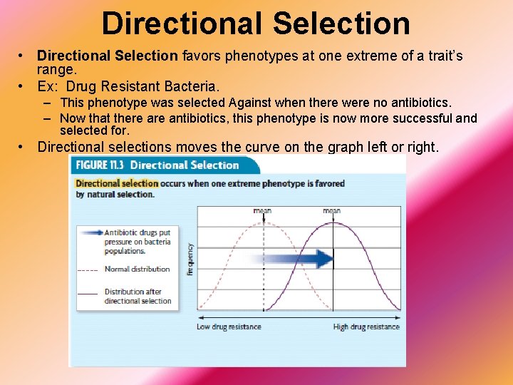 Directional Selection • Directional Selection favors phenotypes at one extreme of a trait’s range.