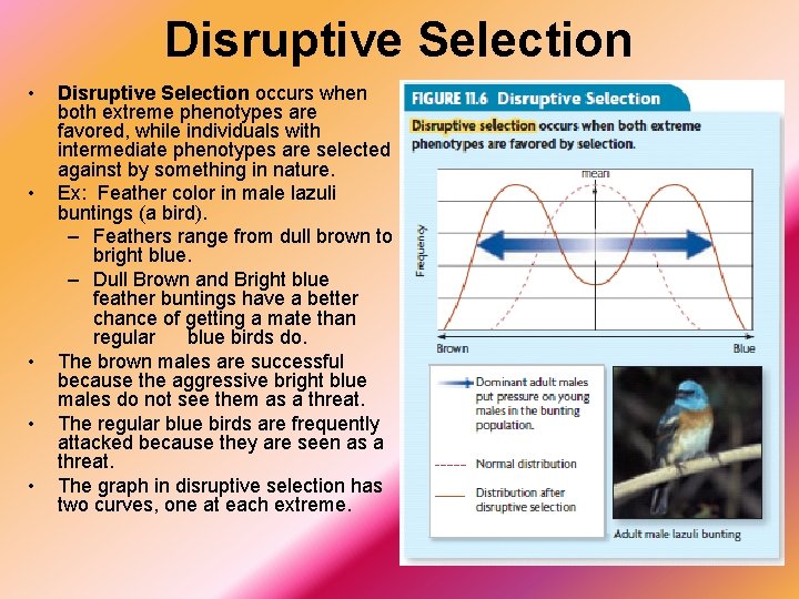 Disruptive Selection • • • Disruptive Selection occurs when both extreme phenotypes are favored,