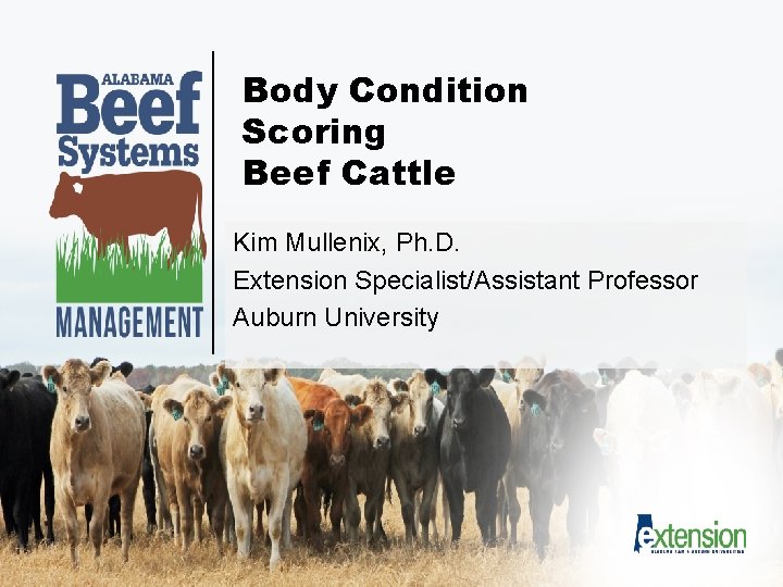 Body Condition Scoring Beef Cattle Kim Mullenix, Ph. D. Extension Specialist/Assistant Professor Auburn University