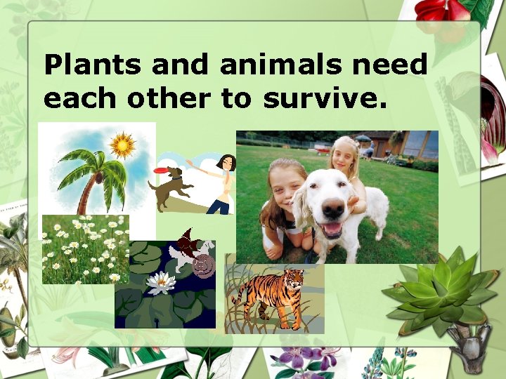 Plants and animals need each other to survive. 