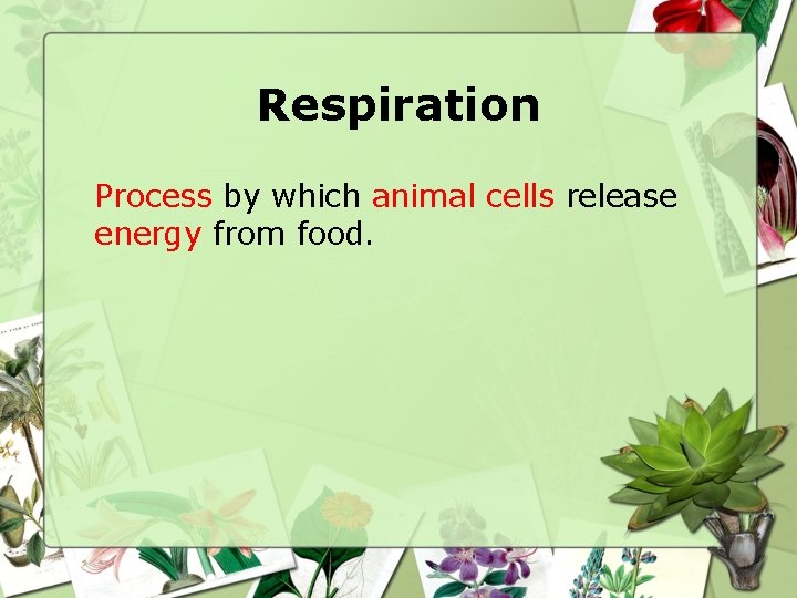 Respiration Process by which animal cells release energy from food. 
