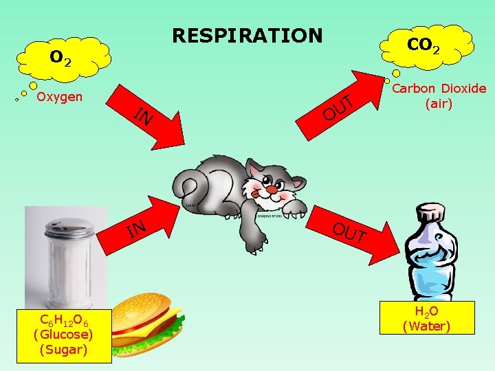 RESPIRATION O 2 Oxygen C 6 H 12 O 6 (Glucose) (Sugar) CO 2