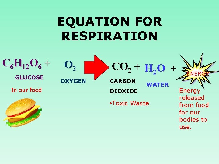 EQUATION FOR RESPIRATION C 6 H 12 O 6 + GLUCOSE In our food