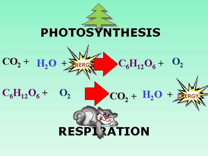 PHOTOSYNTHESIS CO 2 + H 2 O + C 6 H 12 O 6