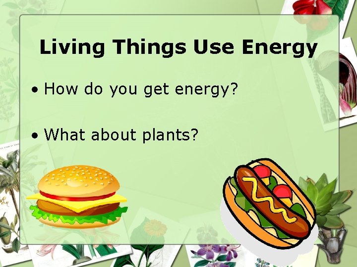 Living Things Use Energy • How do you get energy? • What about plants?