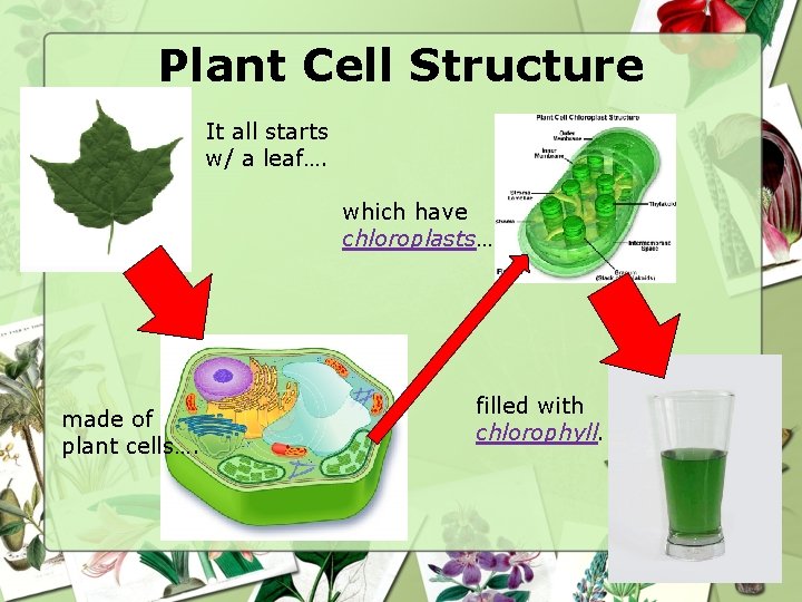 Plant Cell Structure It all starts w/ a leaf…. which have chloroplasts… made of