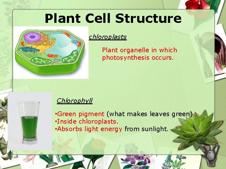 Plant Cell Structure chloroplasts Plant organelle in which photosynthesis occurs. Chlorophyll • Green pigment