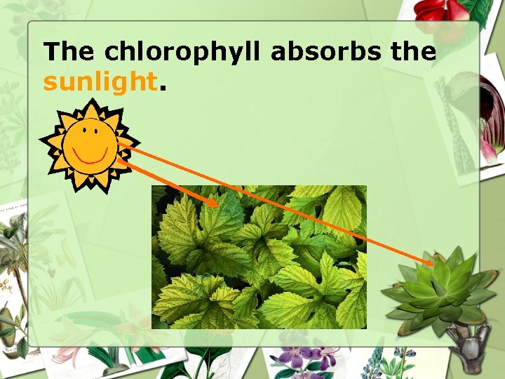 The chlorophyll absorbs the sunlight. 