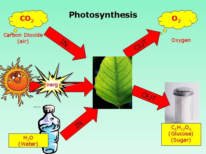 Photosynthesis CO 2 Carbon Dioxide (air) IN O 2 Oxygen UT O Energy IN