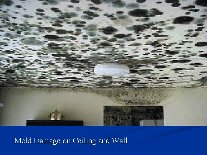 Mold Damage on Ceiling and Wall 