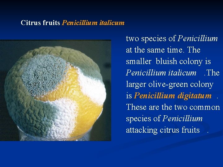 Citrus fruits Penicillium italicum two species of Penicillium at the same time. The smaller