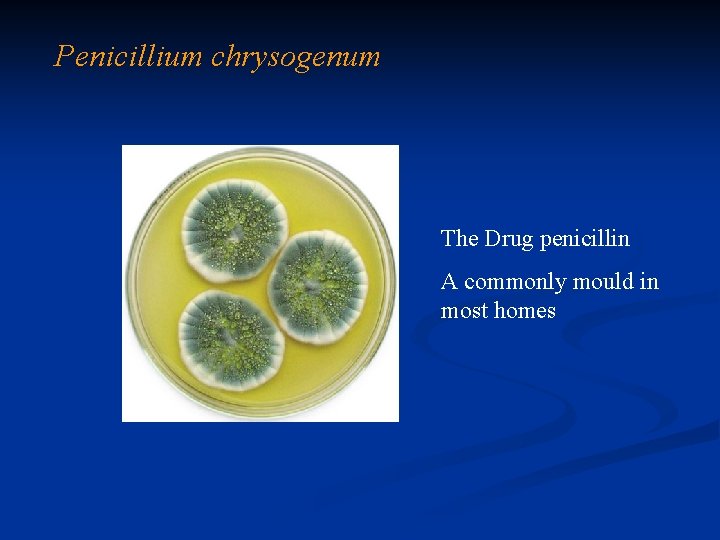 Penicillium chrysogenum The Drug penicillin A commonly mould in most homes 