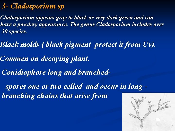 3 - Cladosporium sp Cladosporium appears gray to black or very dark green and
