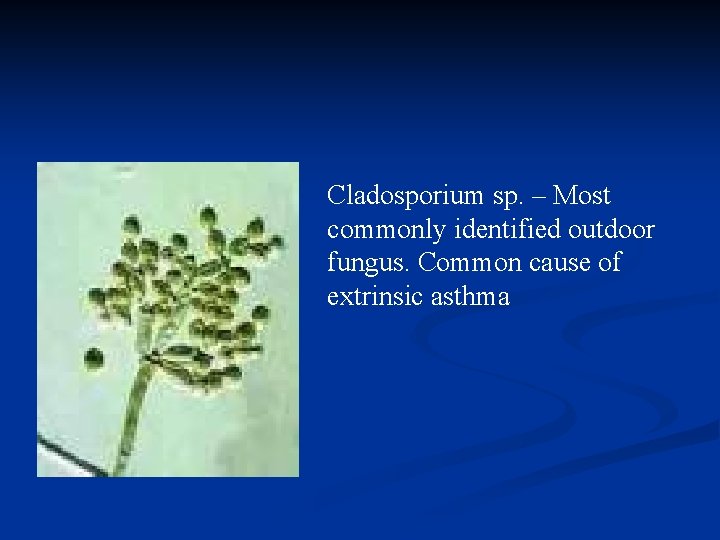 Cladosporium sp. – Most commonly identified outdoor fungus. Common cause of extrinsic asthma 
