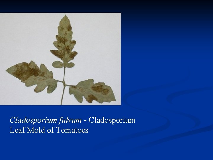 Cladosporium fulvum - Cladosporium Leaf Mold of Tomatoes 