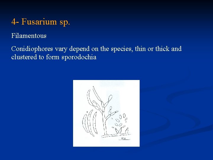 4 - Fusarium sp. Filamentous Conidiophores vary depend on the species, thin or thick