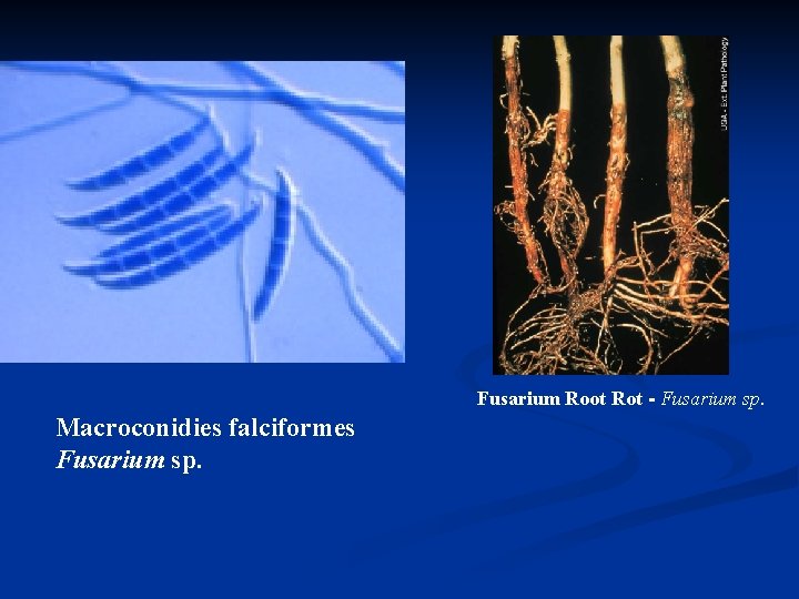 Fusarium Root Rot - Fusarium sp. Macroconidies falciformes Fusarium sp. 