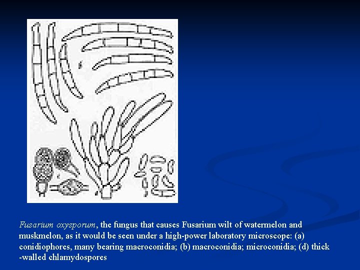Fusarium oxysporum, the fungus that causes Fusarium wilt of watermelon and muskmelon, as it