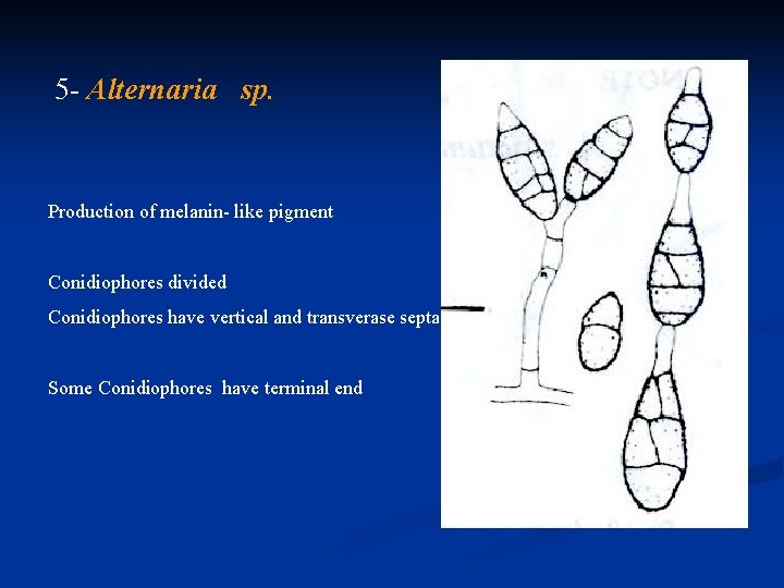 5 - Alternaria sp. Production of melanin- like pigment Conidiophores divided Conidiophores have vertical