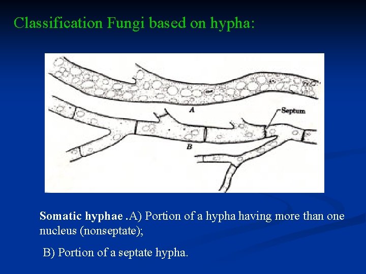Classification Fungi based on hypha: Somatic hyphae. A) Portion of a hypha having more