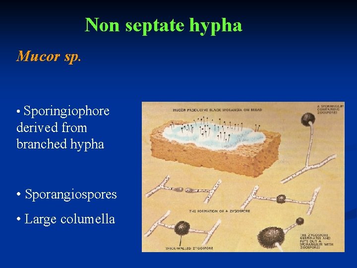 Non septate hypha Mucor sp. • Sporingiophore derived from branched hypha • Sporangiospores •