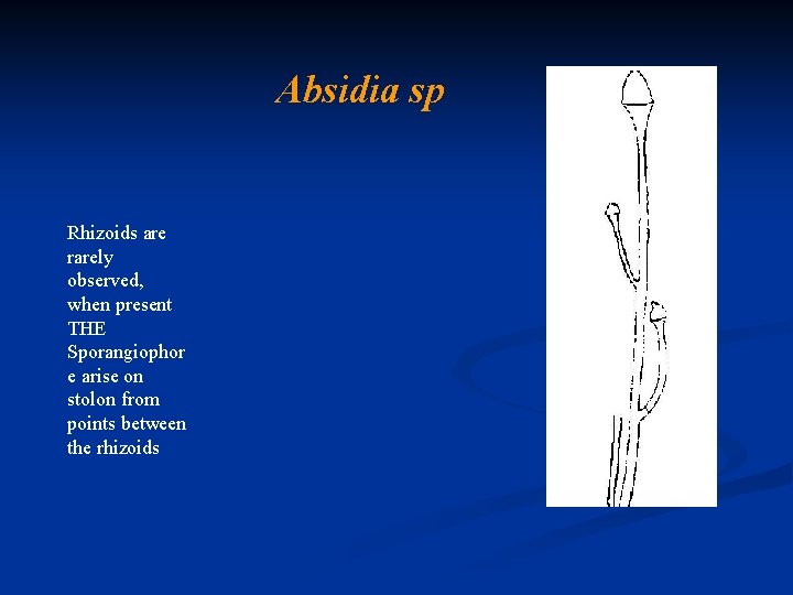 Absidia sp Rhizoids are rarely observed, when present THE Sporangiophor e arise on stolon