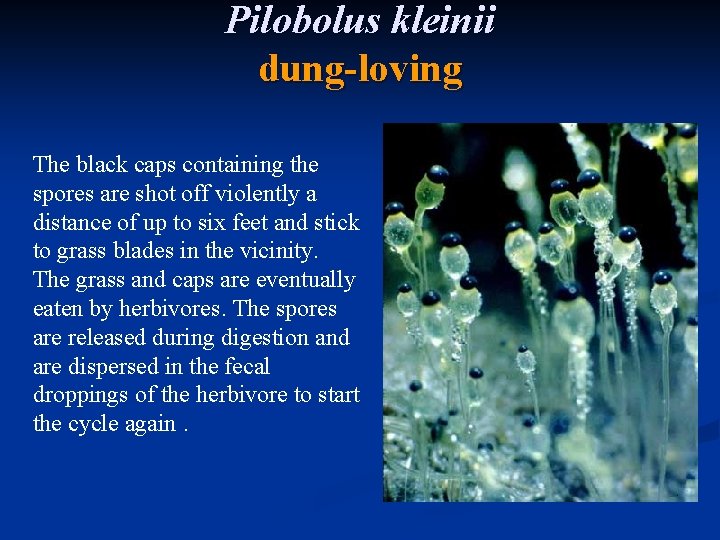 Pilobolus kleinii dung-loving The black caps containing the spores are shot off violently a