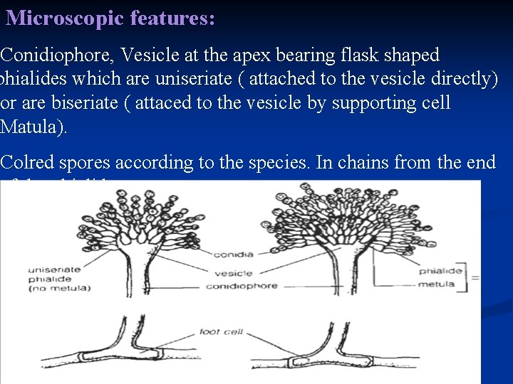 Microscopic features: Conidiophore, Vesicle at the apex bearing flask shaped phialides which are uniseriate