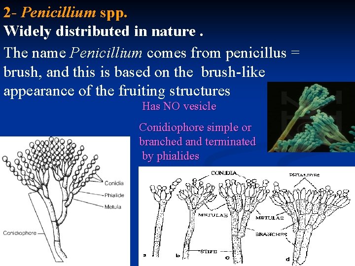 2 - Penicillium spp. Widely distributed in nature. The name Penicillium comes from penicillus