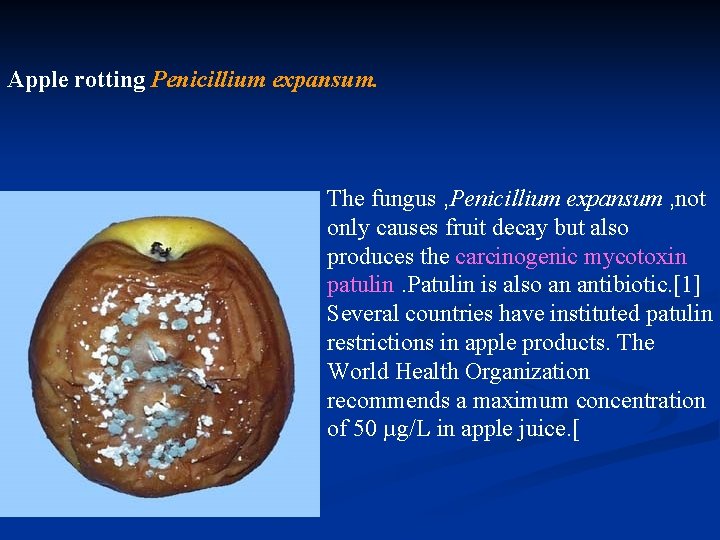 Apple rotting Penicillium expansum. The fungus , Penicillium expansum , not only causes fruit