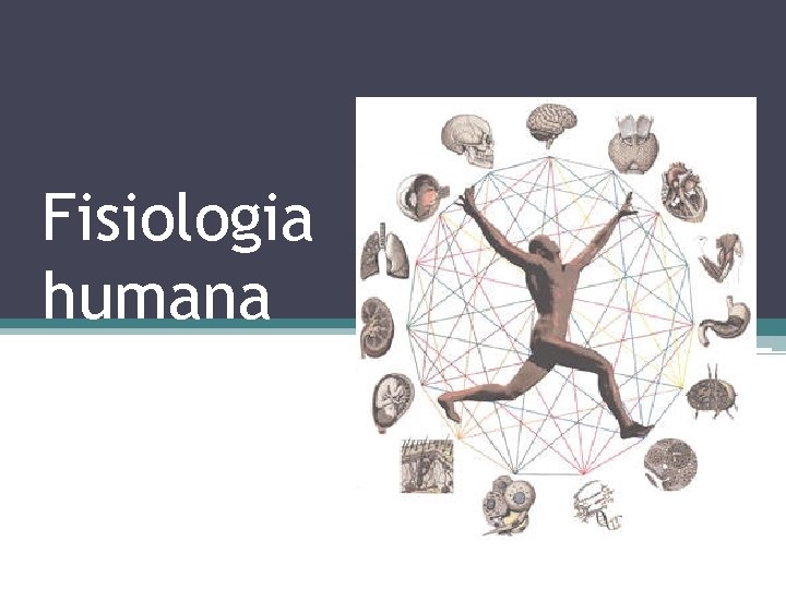 Fisiologia humana 