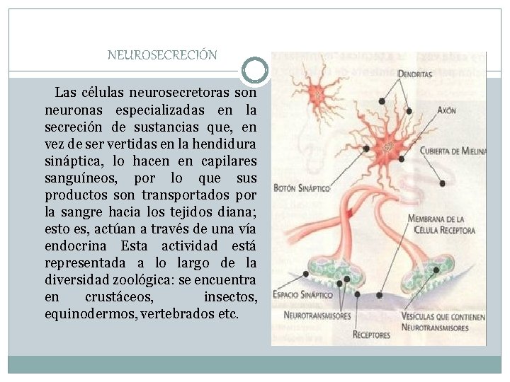 NEUROSECRECIÓN Las células neurosecretoras son neuronas especializadas en la secreción de sustancias que, en NEUROSECRECIÓN Las células neurosecretoras son neuronas especializadas en la secreción de sustancias que, en