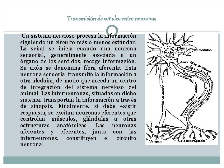 Transmisión de señales entre neuronas Un sistema nervioso procesa la información siguiendo un circuito Transmisión de señales entre neuronas Un sistema nervioso procesa la información siguiendo un circuito