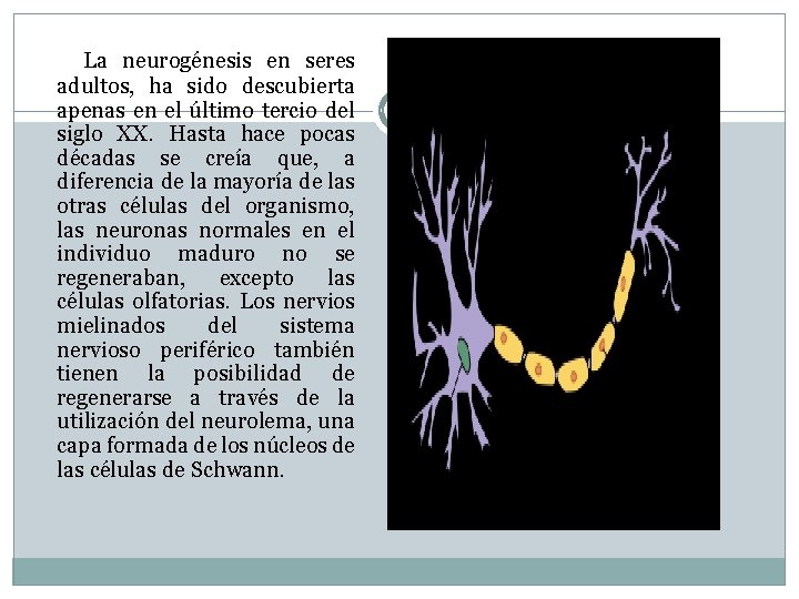 La neurogénesis en seres adultos, ha sido descubierta apenas en el último tercio del La neurogénesis en seres adultos, ha sido descubierta apenas en el último tercio del