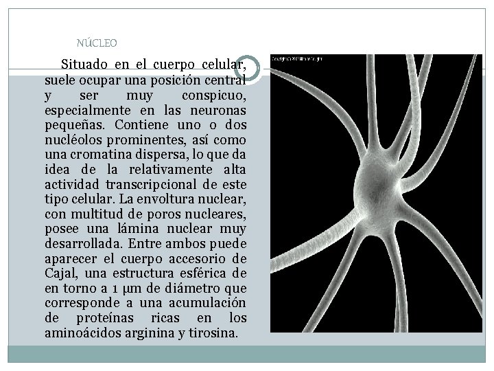 NÚCLEO Situado en el cuerpo celular, suele ocupar una posición central y ser muy NÚCLEO Situado en el cuerpo celular, suele ocupar una posición central y ser muy