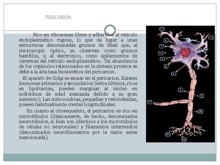 PERICARIÓN Rico en ribosomas libres y adheridos al retículo endoplasmático rugoso, lo que da PERICARIÓN Rico en ribosomas libres y adheridos al retículo endoplasmático rugoso, lo que da
