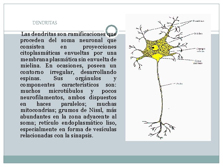 DENDRITAS Las dendritas son ramificaciones que proceden del soma neuronal que consisten en proyecciones DENDRITAS Las dendritas son ramificaciones que proceden del soma neuronal que consisten en proyecciones