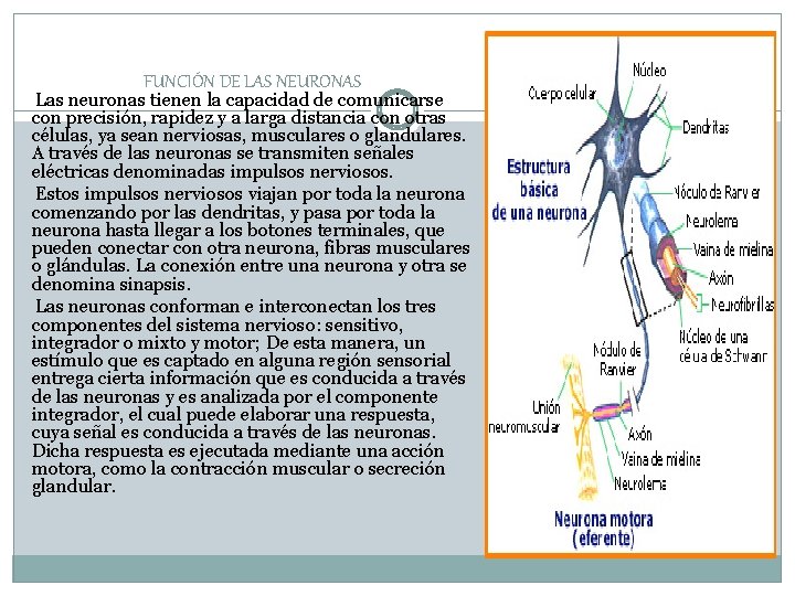 FUNCIÓN DE LAS NEURONAS Las neuronas tienen la capacidad de comunicarse con precisión, rapidez FUNCIÓN DE LAS NEURONAS Las neuronas tienen la capacidad de comunicarse con precisión, rapidez
